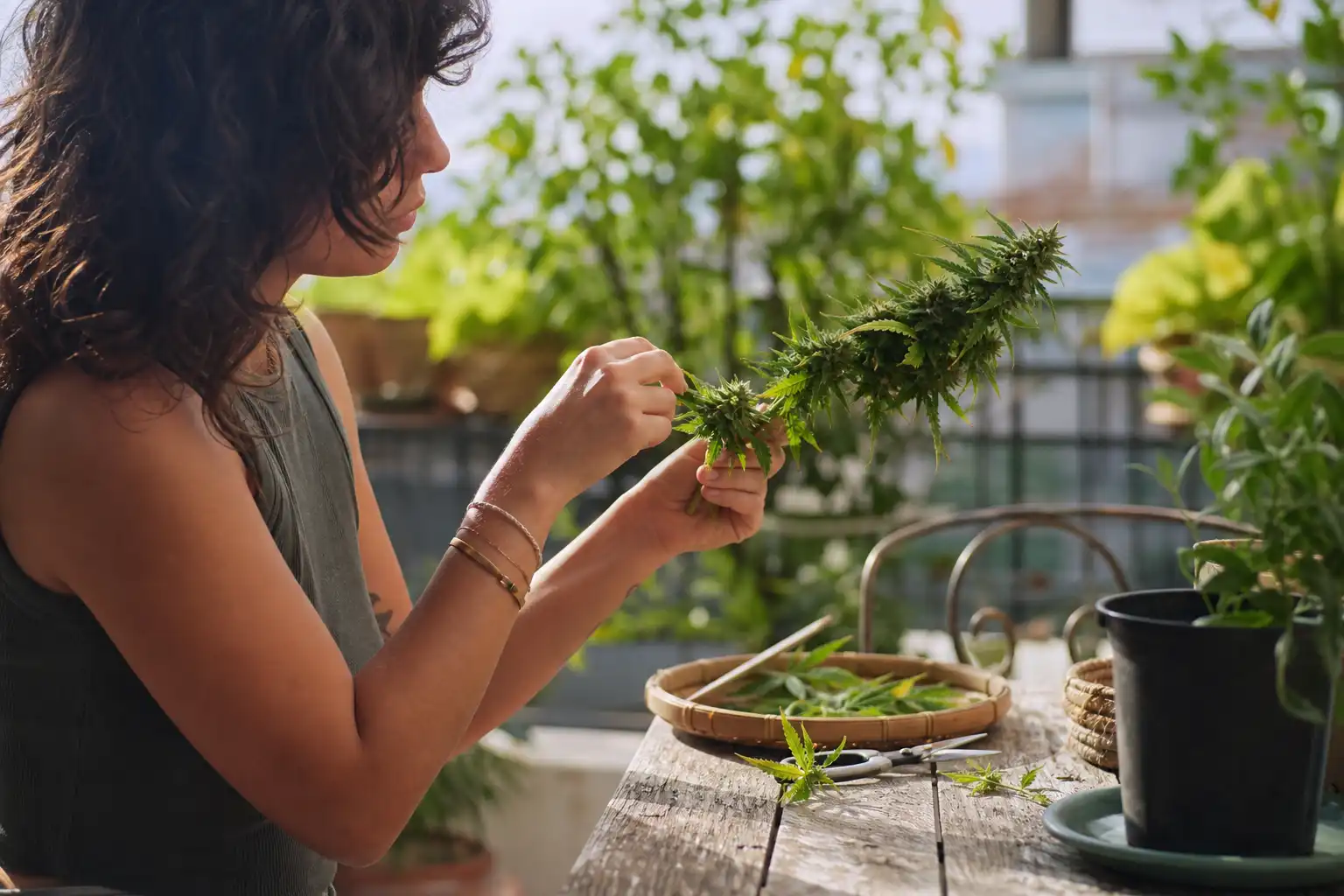 Quelqu'un manipule un objet, autour de sensi seeds snoop, dans un jardin.